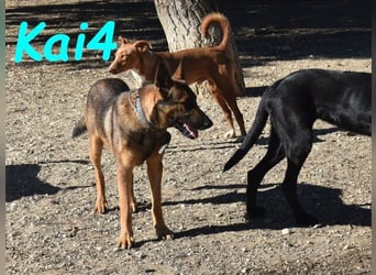 Kai4 geb. 04/2023 (ESP) - sanfter und aufgeschlossener Schäferhund-Mix!