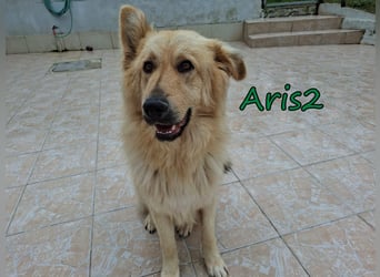 Aris2 geb. 02/2025 (GRC) - treuer, menschenbezogener Schäferhund-Mischling!