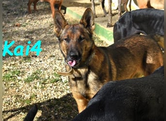 Kai4 geb. 04/2023 (ESP) - sanfter und aufgeschlossener Schäferhund-Mix!
