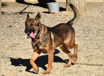 Kai4 geb. 04/2023 (ESP) - sanfter und aufgeschlossener Schäferhund-Mix!