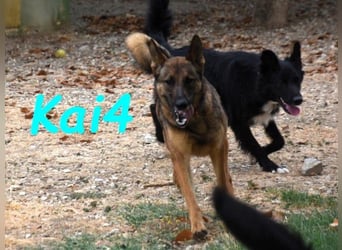 Kai4 geb. 04/2023 (ESP) - sanfter und aufgeschlossener Schäferhund-Mix!