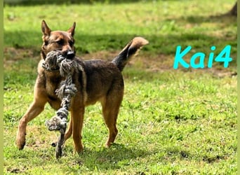 Kai4 geb. 04/2023 (ESP) - sanfter und aufgeschlossener Schäferhund-Mix!