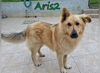 Aris2 geb. 02/2025 (GRC) - treuer, menschenbezogener Schäferhund-Mischling!