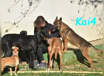 Kai4 geb. 04/2023 (ESP) - sanfter und aufgeschlossener Schäferhund-Mix!