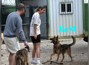 Kai4 geb. 04/2023 (ESP) - sanfter und aufgeschlossener Schäferhund-Mix!