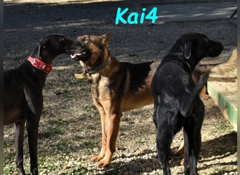 Kai4 geb. 04/2023 (ESP) - sanfter und aufgeschlossener Schäferhund-Mix!