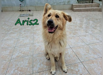 Aris2 geb. 02/2025 (GRC) - treuer, menschenbezogener Schäferhund-Mischling!