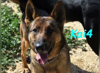 Kai4 geb. 04/2023 (ESP) - sanfter und aufgeschlossener Schäferhund-Mix!