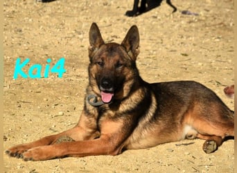 Kai4 geb. 04/2023 (ESP) - sanfter und aufgeschlossener Schäferhund-Mix!