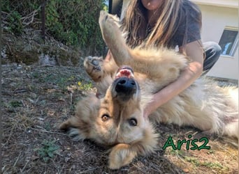Aris2 geb. 02/2025 (GRC) - treuer, menschenbezogener Schäferhund-Mischling!