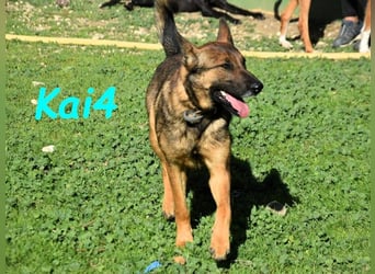 Kai4 geb. 04/2023 (ESP) - sanfter und aufgeschlossener Schäferhund-Mix!