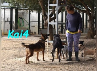 Kai4 geb. 04/2023 (ESP) - sanfter und aufgeschlossener Schäferhund-Mix!