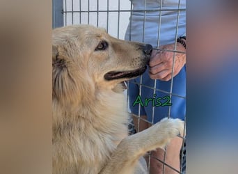 Aris2 geb. 02/2025 (GRC) - treuer, menschenbezogener Schäferhund-Mischling!