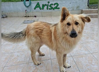 Aris2 geb. 02/2025 (GRC) - treuer, menschenbezogener Schäferhund-Mischling!