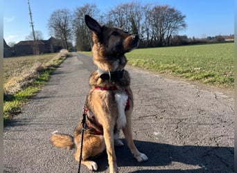 Chira – sanfte Hundedame sucht Menschen mit Herz und Zeit