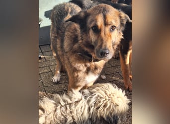 Chira – sanfte Hundedame sucht Menschen mit Herz und Zeit
