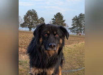 Spencer - Hassenfuß sucht starken Partner