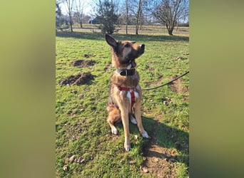 Chira – sanfte Hundedame sucht Menschen mit Herz und Zeit