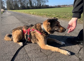 Chira – sanfte Hundedame sucht Menschen mit Herz und Zeit