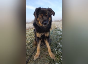 Spencer - Hassenfuß sucht starken Partner