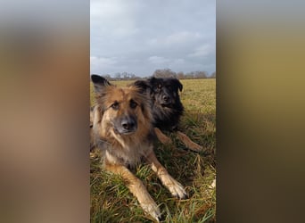 Spencer - Hassenfuß sucht starken Partner
