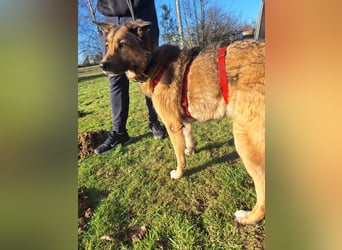 Chira – sanfte Hundedame sucht Menschen mit Herz und Zeit