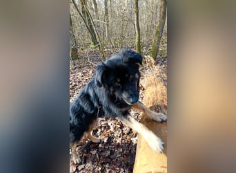 Spencer - Hassenfuß sucht starken Partner