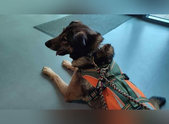 KEEVA ~ bezaubernde Hündin mit Handicap (amputiertes Hinterbein)