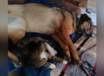 KEEVA ~ bezaubernde Hündin mit Handicap (amputiertes Hinterbein)