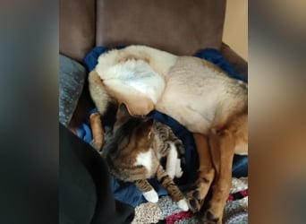 KEEVA ~ bezaubernde Hündin mit Handicap (amputiertes Hinterbein)