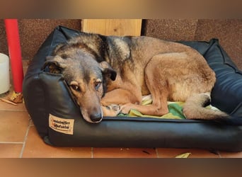 KEEVA ~ bezaubernde Hündin mit Handicap (amputiertes Hinterbein)