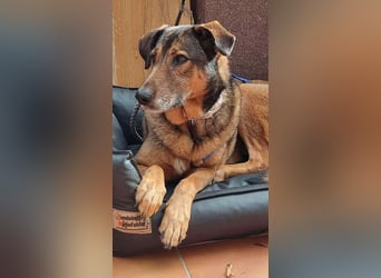 KEEVA ~ bezaubernde Hündin mit Handicap (amputiertes Hinterbein)