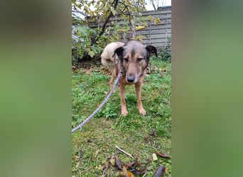 KEEVA ~ bezaubernde Hündin mit Handicap (amputiertes Hinterbein)