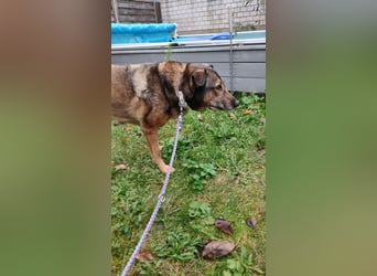 KEEVA ~ bezaubernde Hündin mit Handicap (amputiertes Hinterbein)