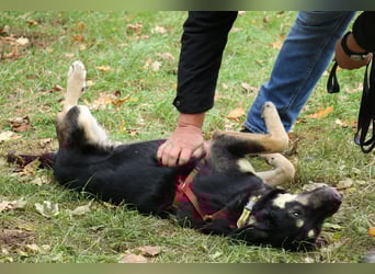 Romi  55 cm geb. 01/2024 ist eine total verschmuste Familienhündin Romi  55 cm geb. 01/2024 ist eine total verschmuste Familienhündin