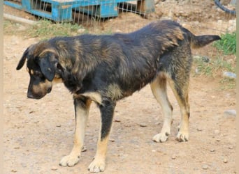 Romi  55 cm geb. 01/2024 ist eine total verschmuste Familienhündin Romi  55 cm geb. 01/2024 ist eine total verschmuste Familienhündin