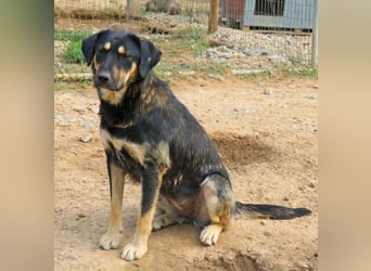 Romi  55 cm geb. 01/2024 ist eine total verschmuste Familienhündin Romi  55 cm geb. 01/2024 ist eine total verschmuste Familienhündin