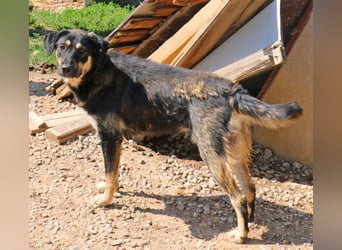 Romi  55 cm geb. 01/2024 ist eine total verschmuste Familienhündin Romi  55 cm geb. 01/2024 ist eine total verschmuste Familienhündin