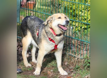 Ruffy 55cm geb. 06/2019 wartet in Hannover - Er ist ein Schatz!!