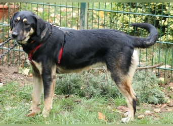 Romi  55 cm geb. 01/2024 ist eine total verschmuste Familienhündin Romi  55 cm geb. 01/2024 ist eine total verschmuste Familienhündin