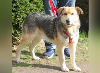 Ruffy 55cm geb. 06/2019 wartet in Hannover - Er ist ein Schatz!!