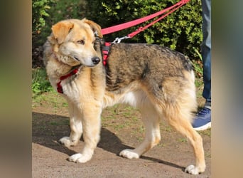 Ruffy 55cm geb. 06/2019 wartet in Hannover - Er ist ein Schatz!!