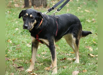 Romi  55 cm geb. 01/2024 ist eine total verschmuste Familienhündin Romi  55 cm geb. 01/2024 ist eine total verschmuste Familienhündin