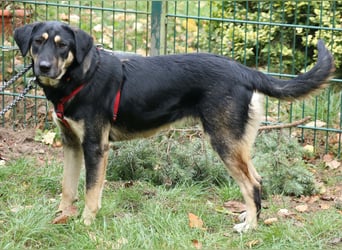 Romi  55 cm geb. 01/2024 ist eine total verschmuste Familienhündin Romi  55 cm geb. 01/2024 ist eine total verschmuste Familienhündin