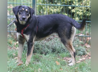 Romi  55 cm geb. 01/2024 ist eine total verschmuste Familienhündin Romi  55 cm geb. 01/2024 ist eine total verschmuste Familienhündin