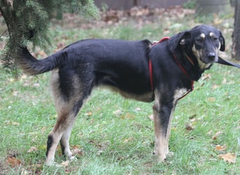 Romi  55 cm geb. 01/2024 ist eine total verschmuste Familienhündin Romi  55 cm geb. 01/2024 ist eine total verschmuste Familienhündin