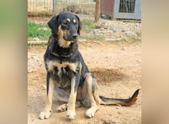 Romi  55 cm geb. 01/2024 ist eine total verschmuste Familienhündin Romi  55 cm geb. 01/2024 ist eine total verschmuste Familienhündin