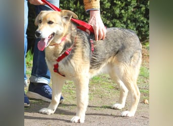 Ruffy 55cm geb. 06/2019 wartet in Hannover - Er ist ein Schatz!!