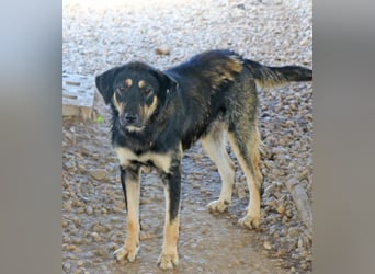 Romi  55 cm geb. 01/2024 ist eine total verschmuste Familienhündin Romi  55 cm geb. 01/2024 ist eine total verschmuste Familienhündin