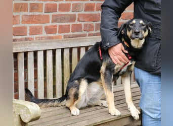 Romi  55 cm geb. 01/2024 ist eine total verschmuste Familienhündin Romi  55 cm geb. 01/2024 ist eine total verschmuste Familienhündin